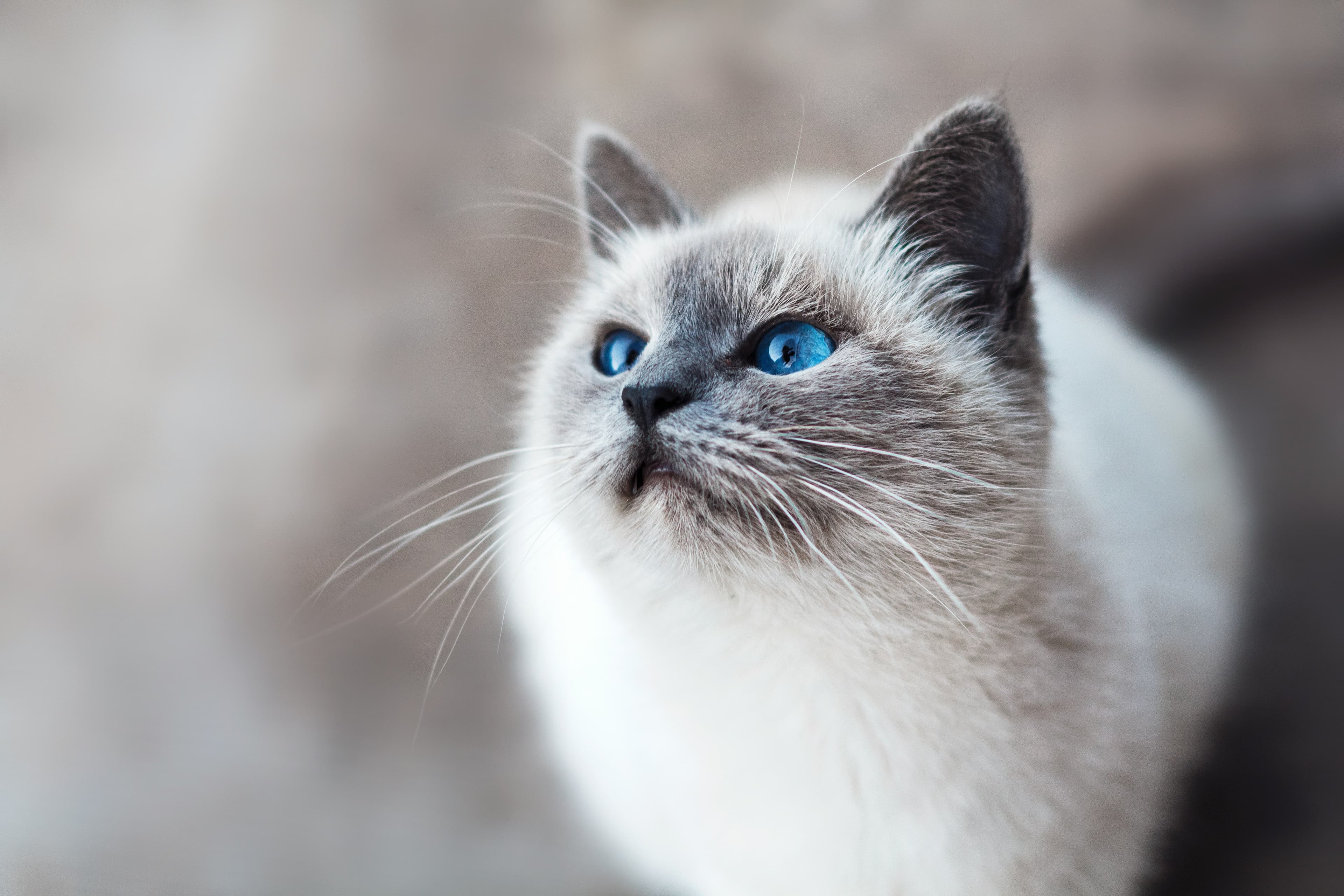 How to Shoot a Cat (and Other Living Creatures)