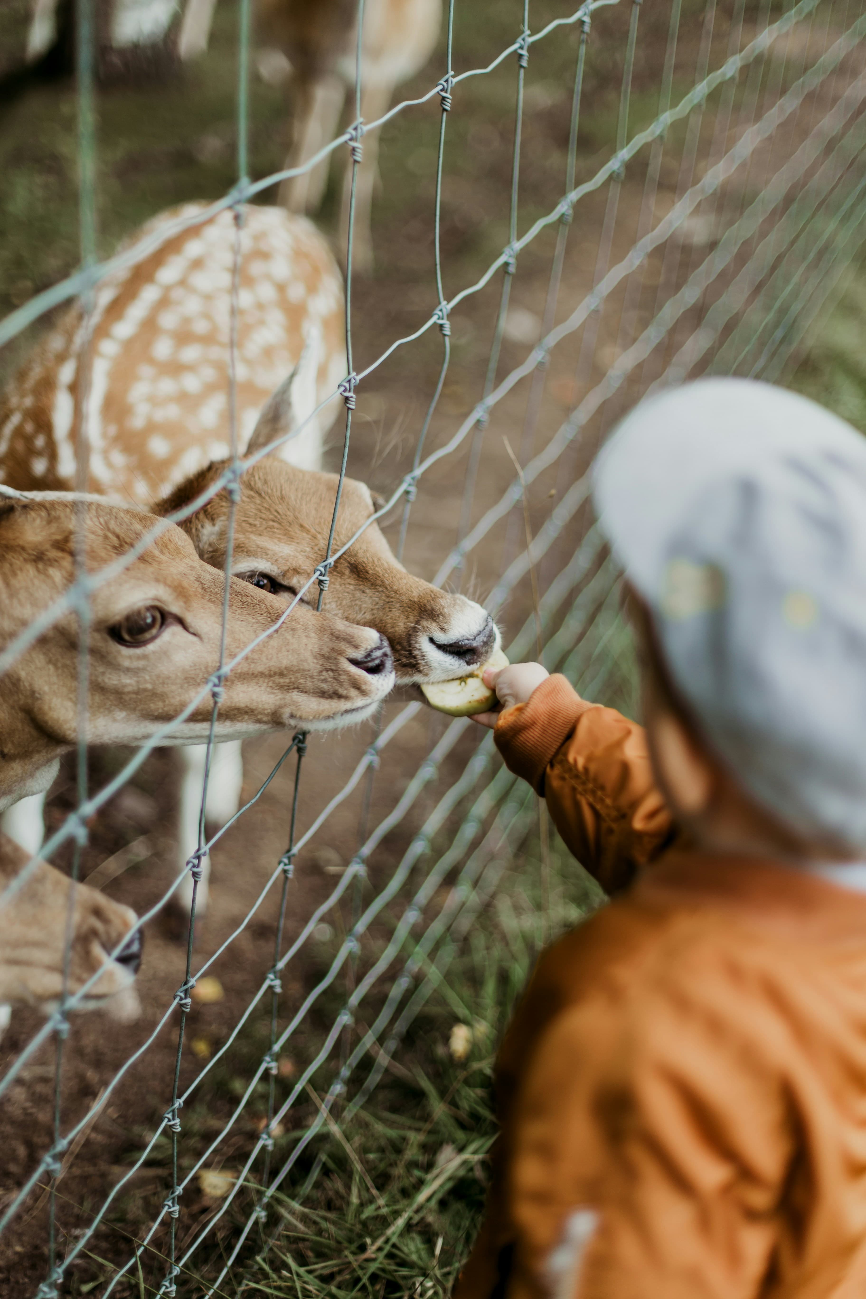 How to overcome obstacles while photographing at the zoo