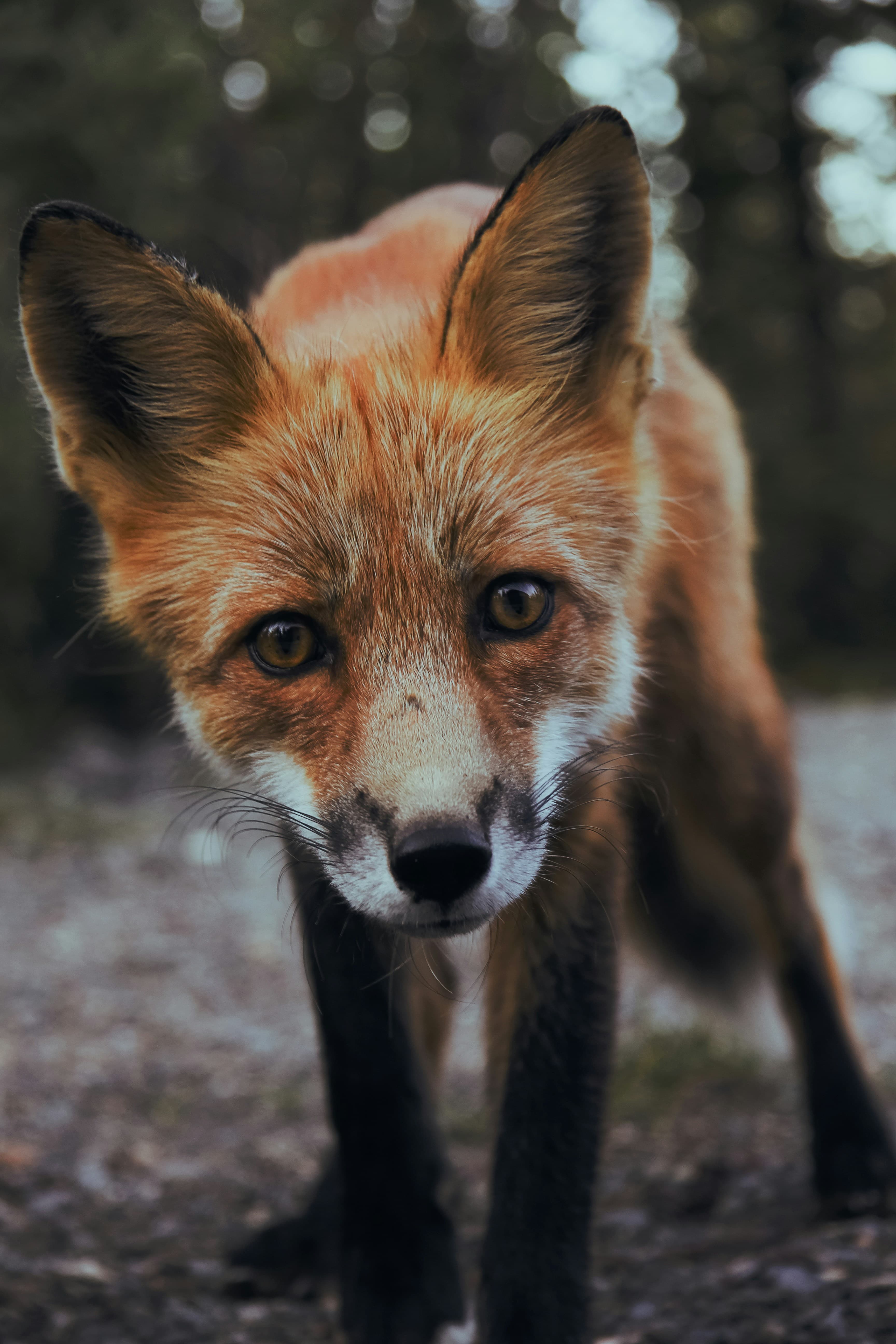 Beyond the Basics: 9 Tips to Improve Your Wildlife Photography - PetaPixel